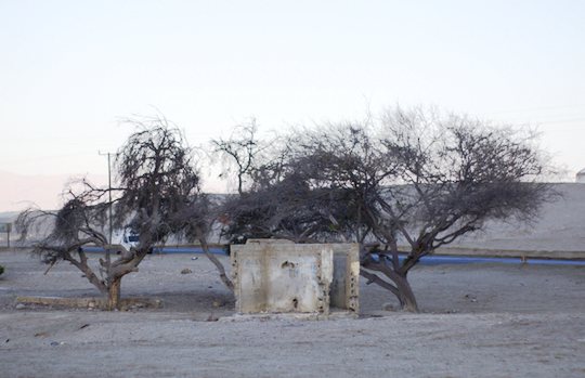 LOS FIELES pimientos son los únicos que defienden a ultranza su calidad de ser los últimos fertilizantinos en el territorio.